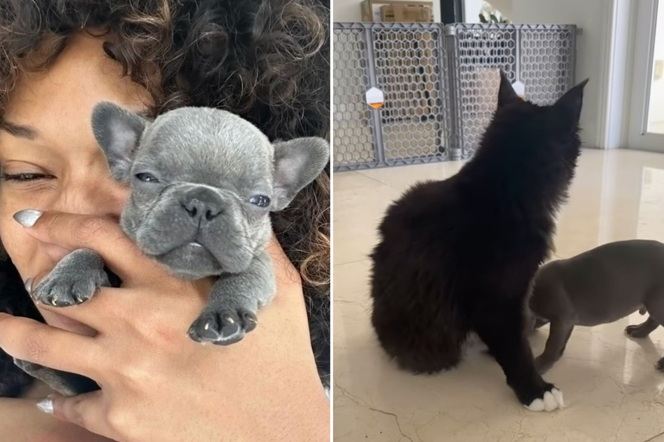 Megan Thee Stallion's patient cat 9 has taken over as babysitter for her dog Foe's adorable puppies.