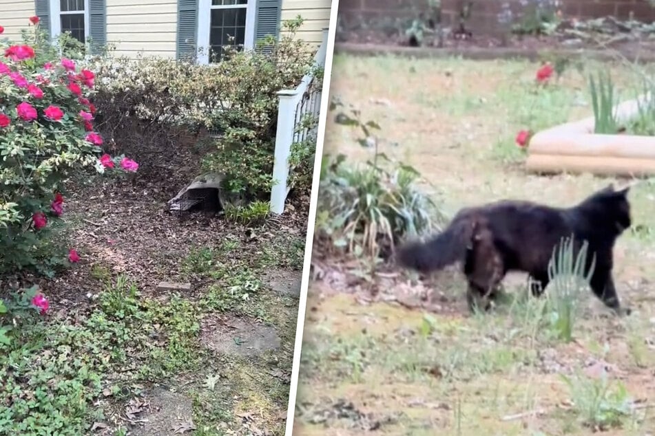 Lost cat found after 24 days – then things take a turn for the heartbreaking