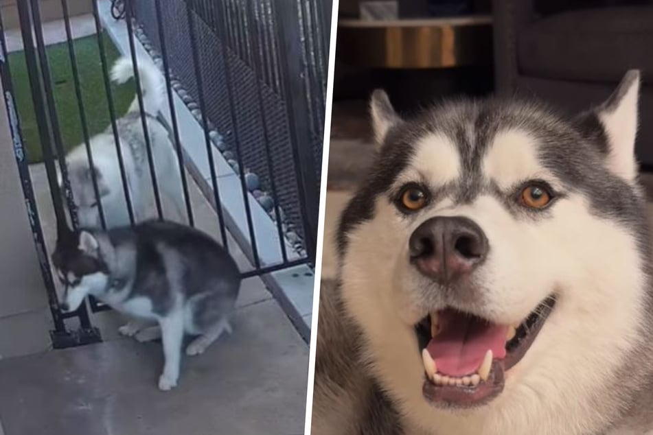 Dog's owners can't understand how he pulled off this impressive escape – then they see the surveillance tape!