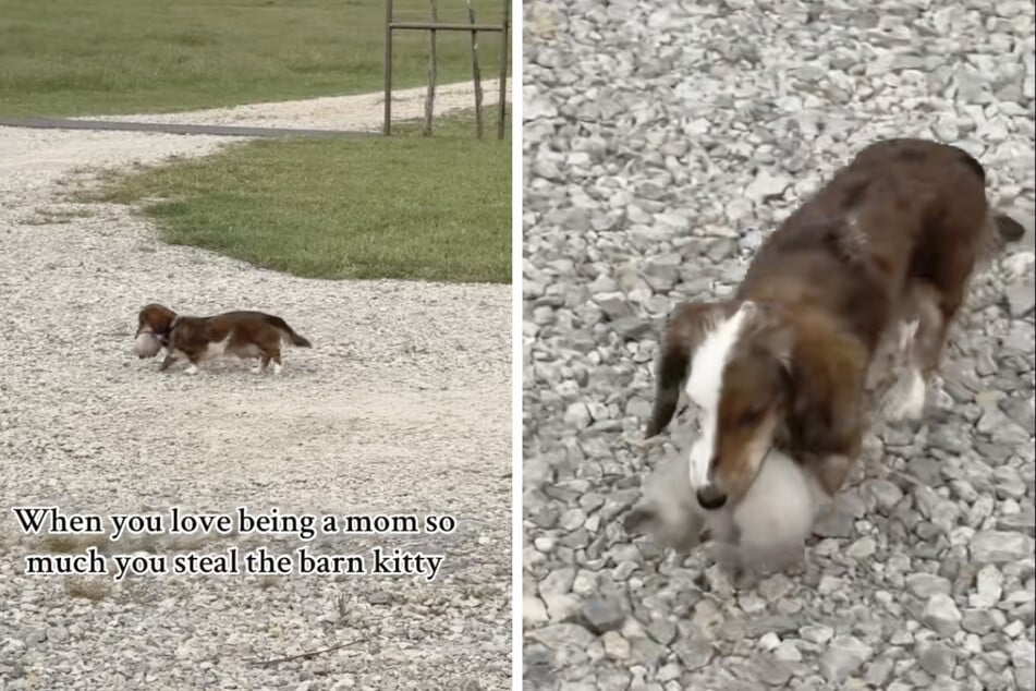 Lainey the dog proved her motherly instincts know no bounds in a hilarious viral clip.