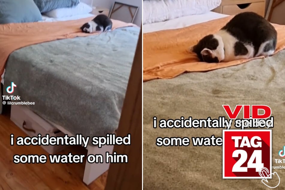 Viral Video of the Day for May 9, 2025: Cat hilariously reacts to owner spilling water on him!