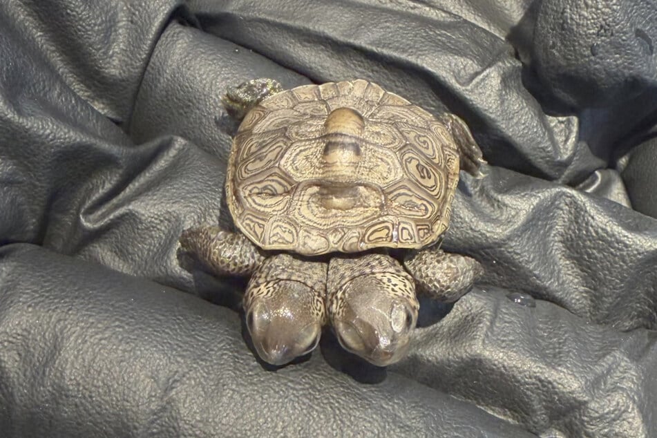 In the past five years, the Cape Wildlife Center has only handled two additional cases of this rare developmental anomaly.