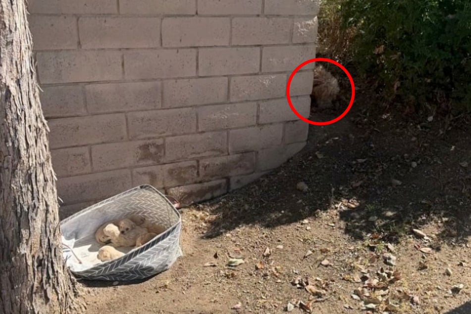 Who was hiding around the corner?