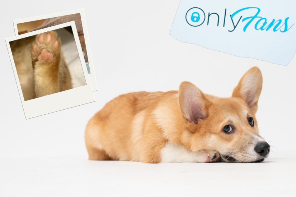 The Kansas Humane Society developed a brilliant campaign called OnlyPaws to raise awareness for homeless dogs in Wichita, Kansas (stock images).