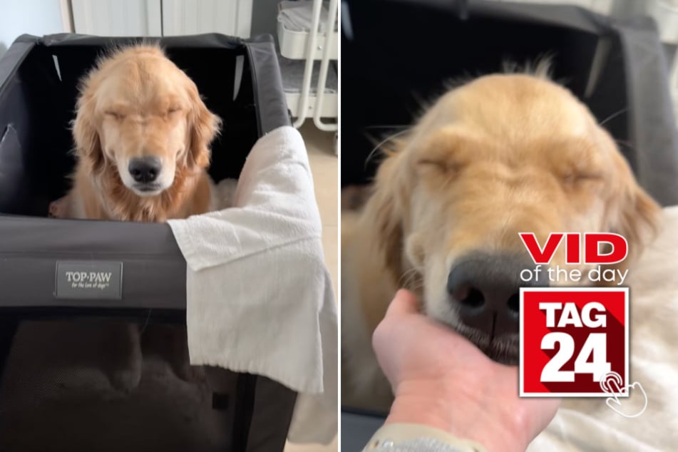 Viral Video of the Day for March 19, 2026: Golden retriever wakes up from nap with the sleepiest eyes!