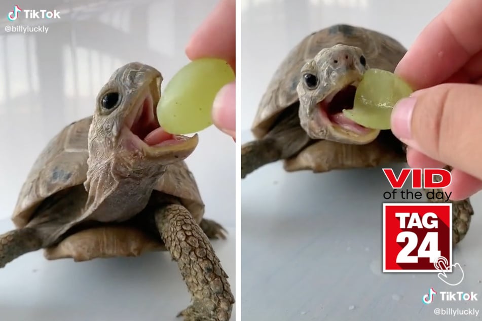World Turtle Day: TikTok turtle's tasty treat
