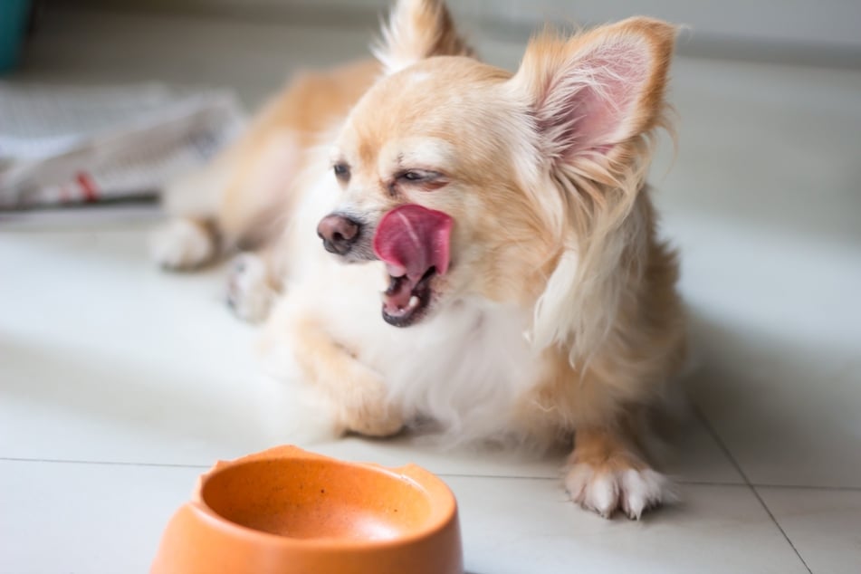 Different sized dogs will need to be fed differently.