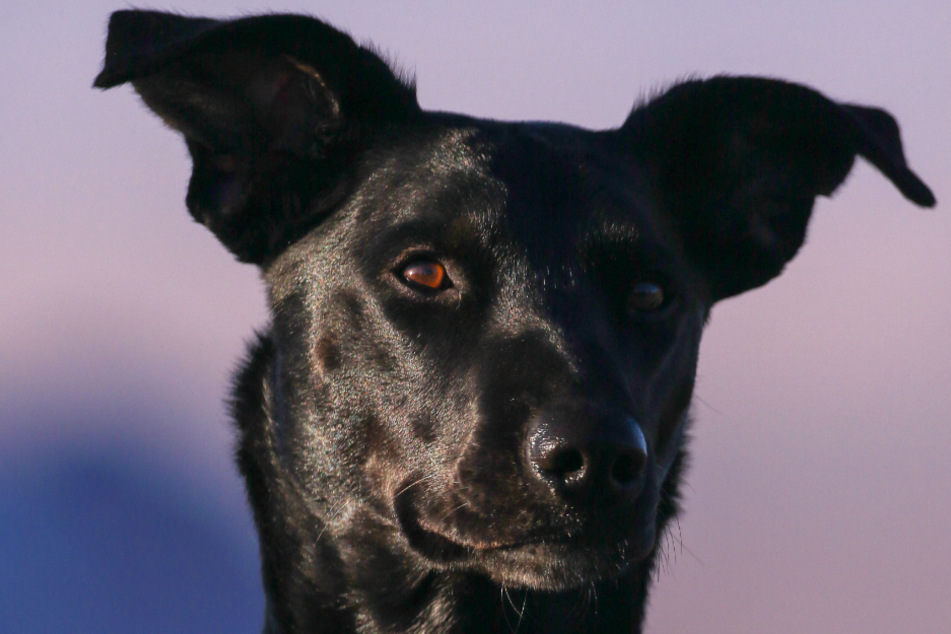 When a dog has a beautiful, shiny coat like this one, it's a sign that it has a balanced diet and is healthy (stock image).