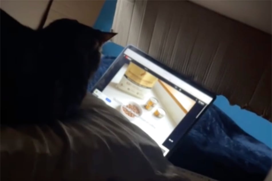 A cat has gone viral for a hilarious and sweet video of the kitty in her happy place with her favorite "show."
