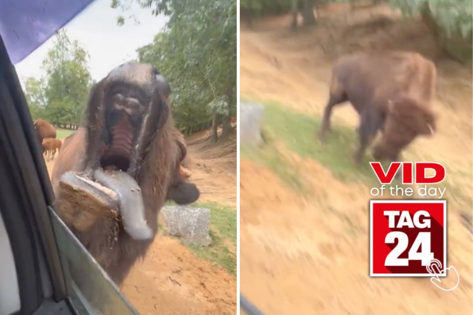 Viral Video of the Day for August 2, 2023: Animal anarchy on surreal drive-through tour
