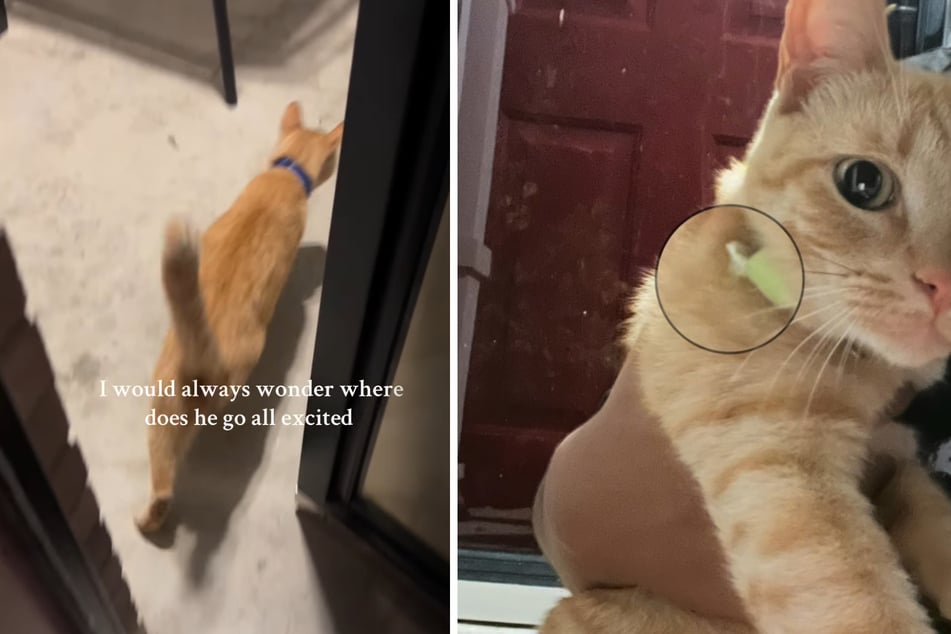 Cat owner is horrified when she discovers a secret note attached to her kitty's collar