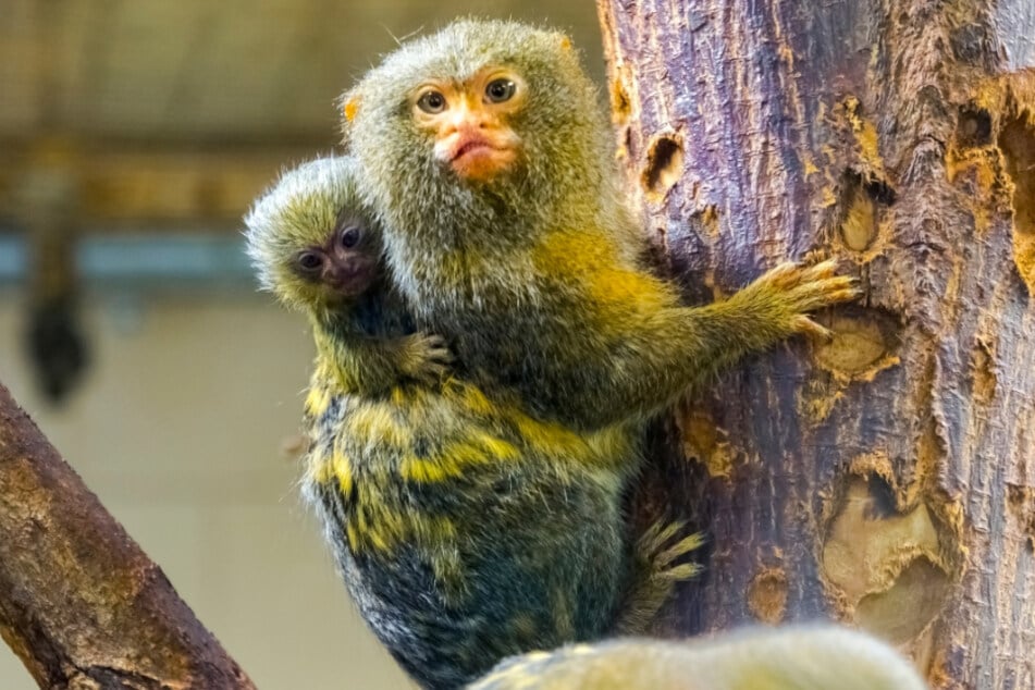 Baby pygmy marmosets are so small that they could fit on your thumb.