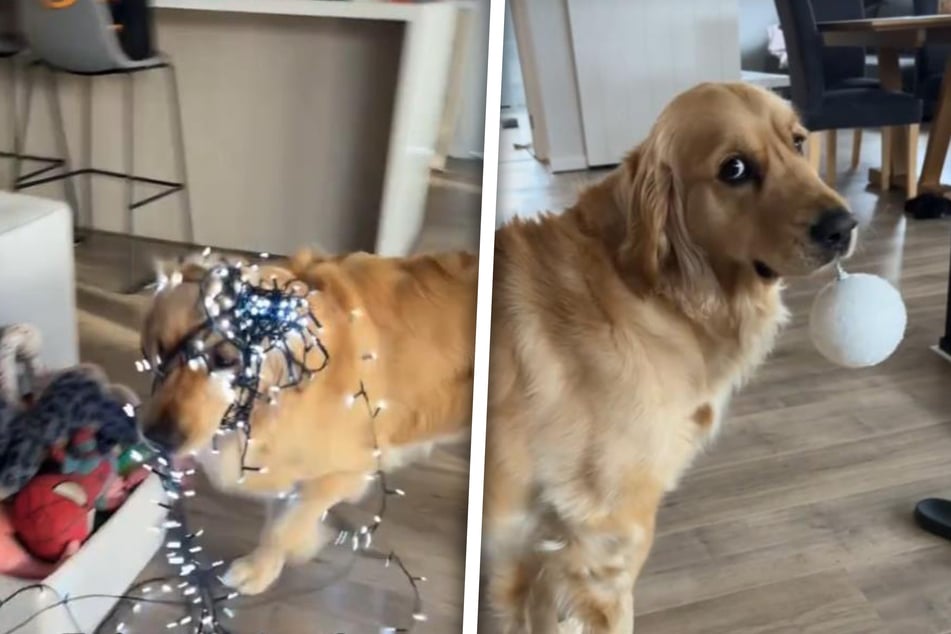 The Christmas season is now in full swing, and golden retriever Sadie is ready to help her family decorate!