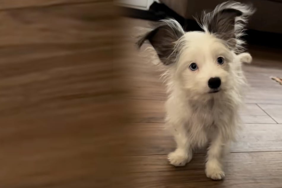 Dog goes viral for adorably unique features – what's her breed mix?