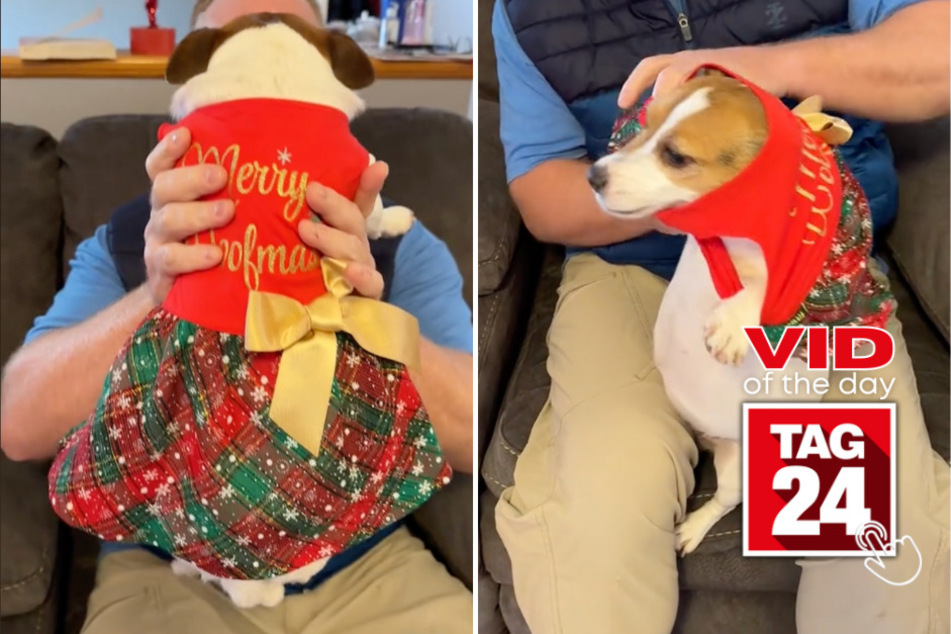 Viral Video of the Day for December 30, 2023: Dog saves Christmas with dashing 'fit!