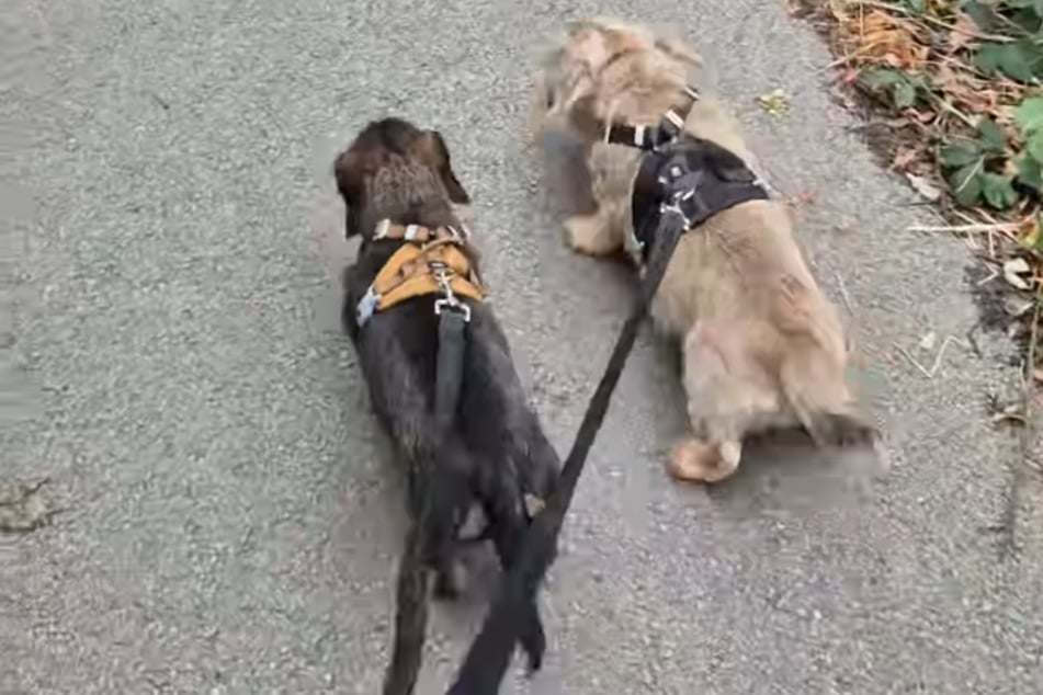 These dogs are too cute when it's time to come home.