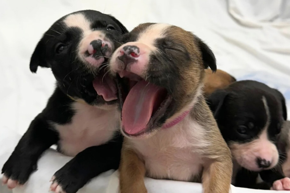Cute, but also very tired: now safe, some of Rainbow Brite's puppies make themselves comfortable.