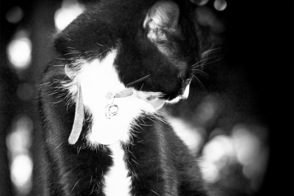 Turkish Vans are one of the most iconic tuxedo cats.