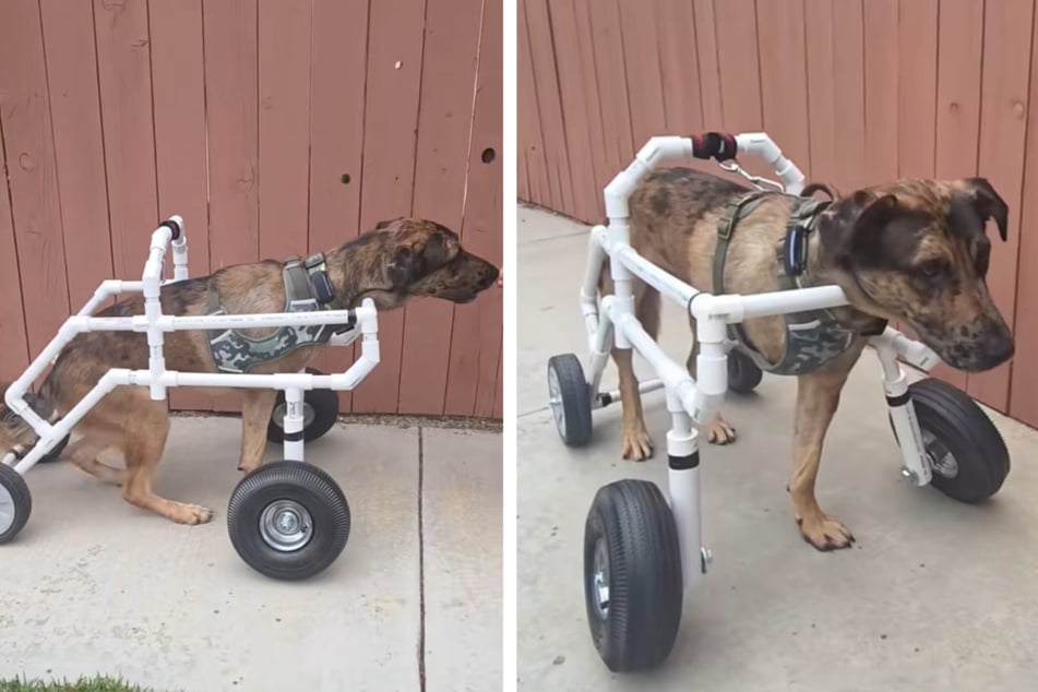 Puppy loses leg in car accident, but wheelchairs are pricey – then hardware store gets bright idea