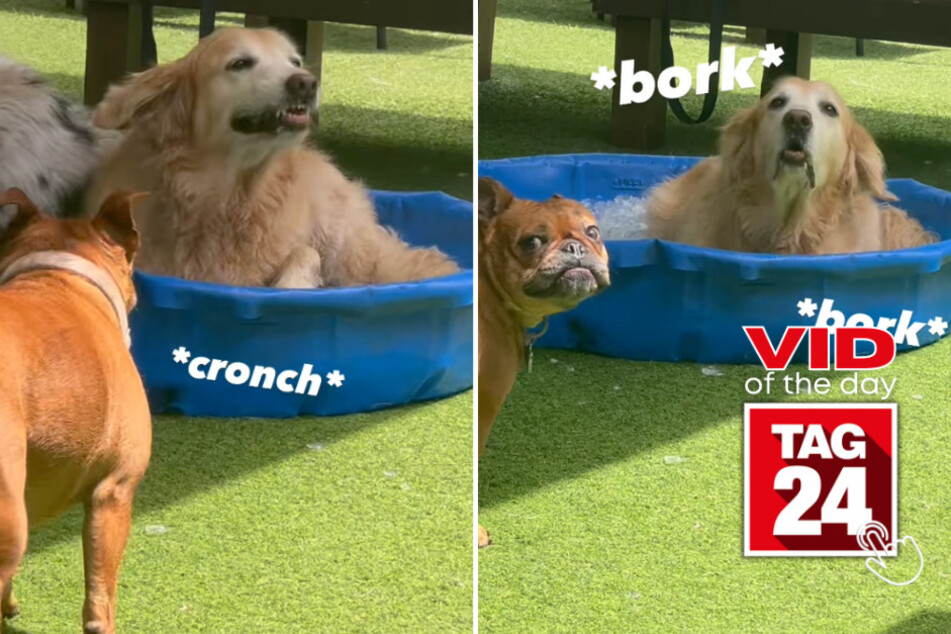 Viral Video of the Day for June 20, 2023: Golden Retriever gets brain freeze
