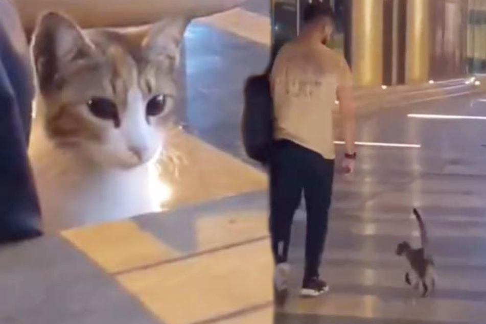Stray cat follows man to his car and finds her forever home!