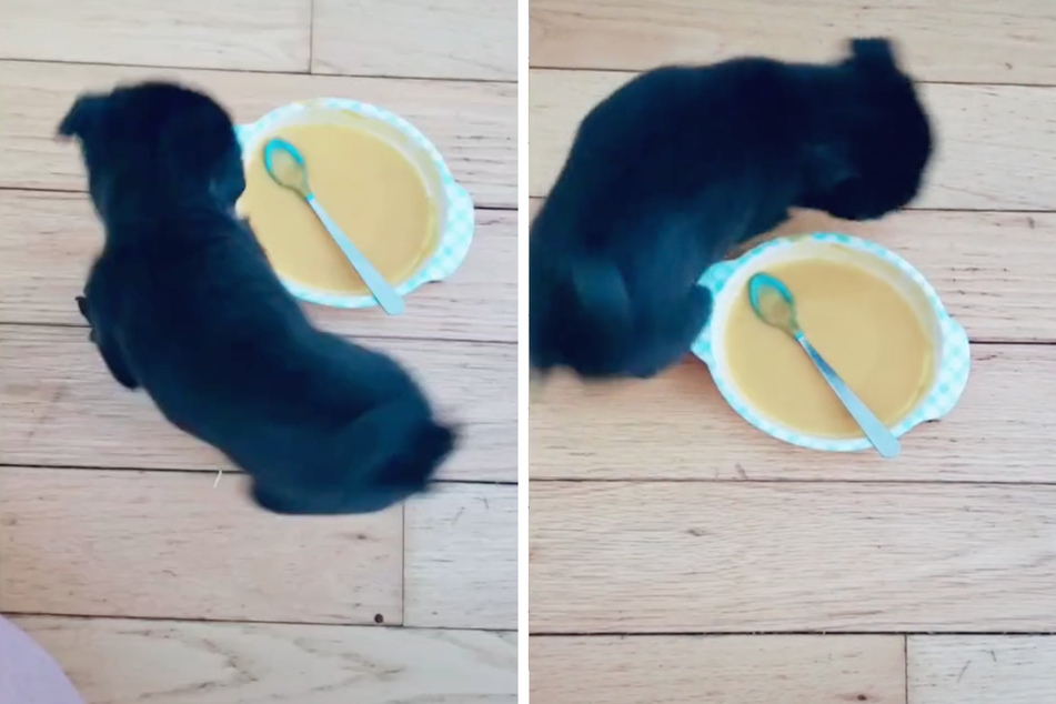 instead of eating her meal, Puppet just keeps spinning around the plate.