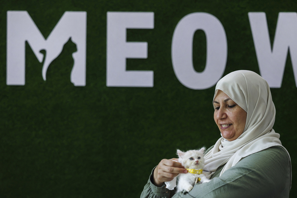 Gaza cat café offers "refuge" from suffering for Palestinians