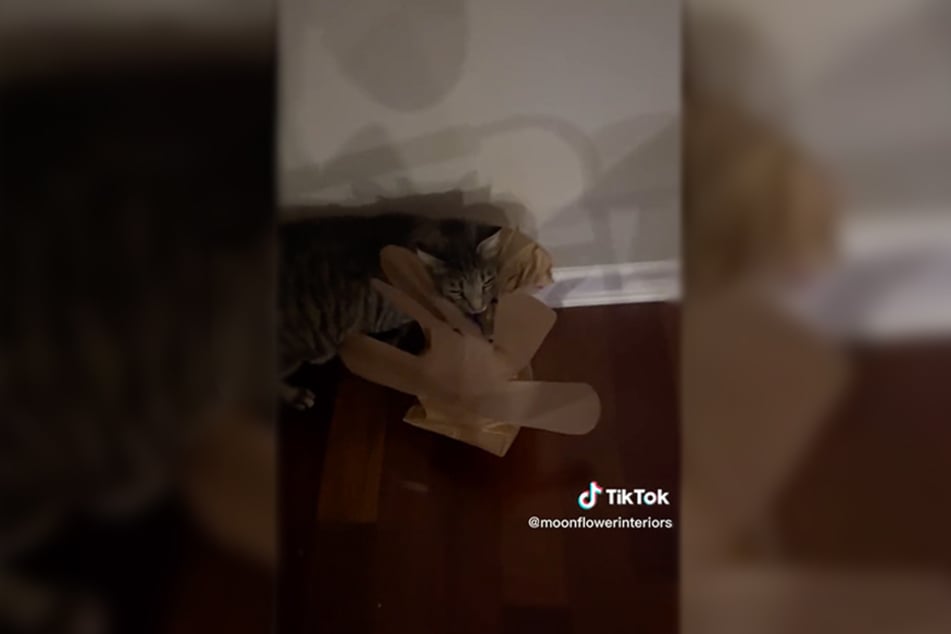 When its owner told him the turkey wasn't real, the cat picked up its pace.