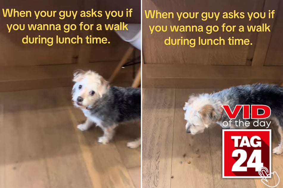 Viral Video of the Day for April 24, 2025: Dog hilariously reacts to lunch interruption!