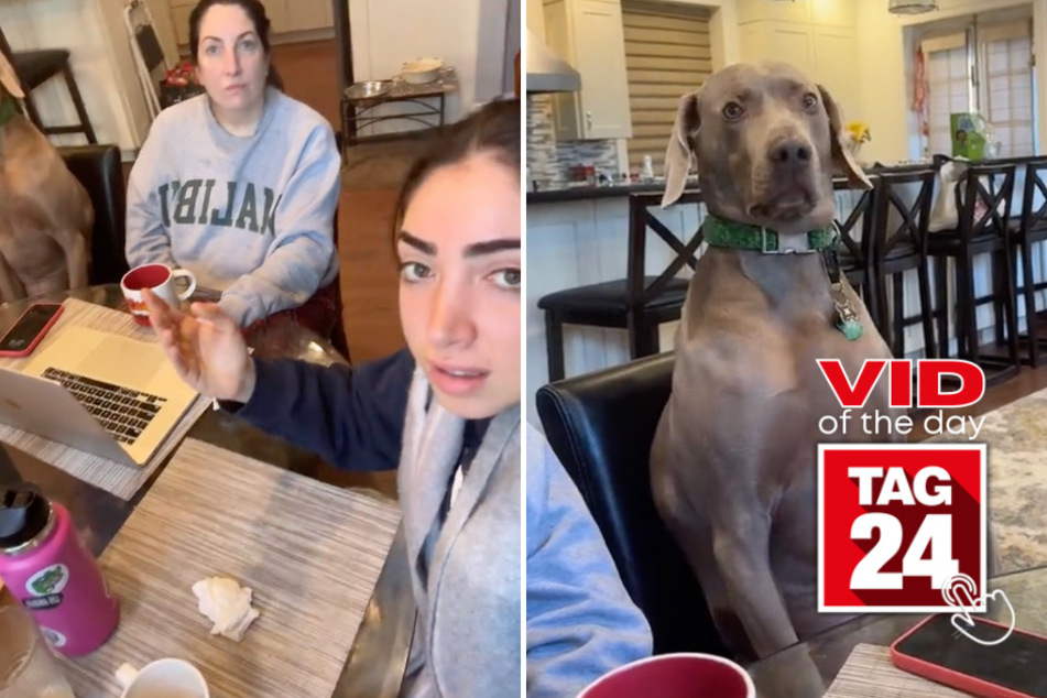 Viral Video of the Day for March 27, 2024: Dog eerily sits like human at dinner table