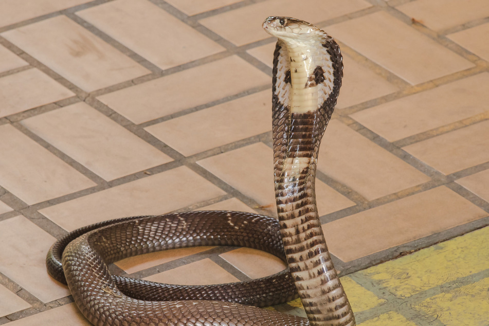 Man survives malaria and coronavirus – then gets bitten by a cobra!