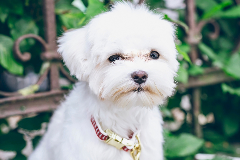 Maltese dogs are incredibly sweet, cute, and good with kids.