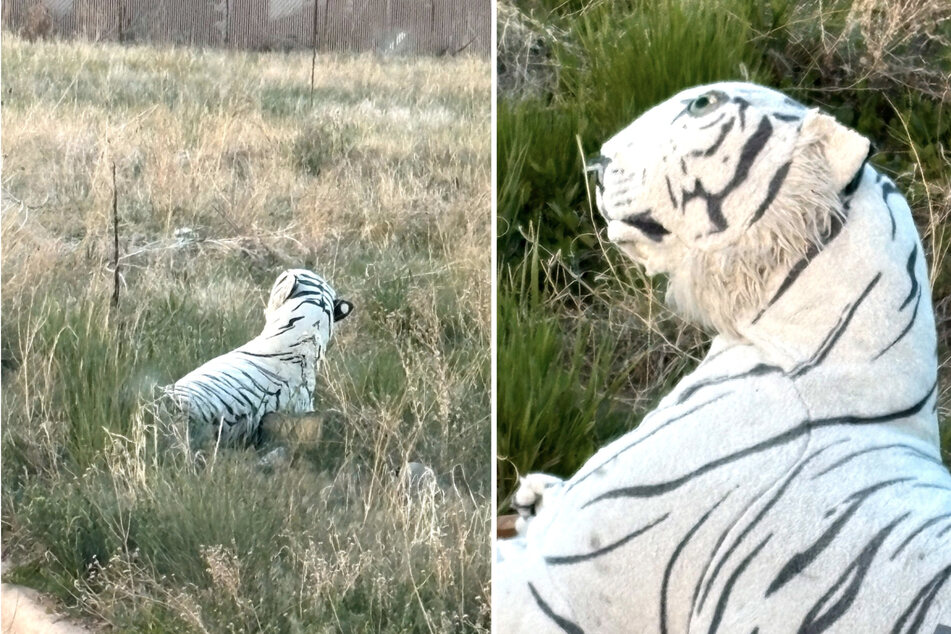 An animal rescue organization rushed to help an abandoned "dog" near the road, but found a stuffed tiger instead.