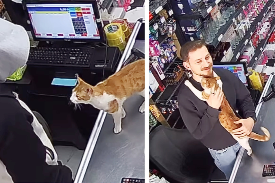 Store owner Ferhat Hayat takes good care of the local street cat.