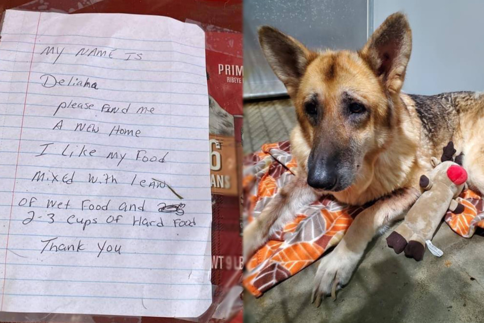 Shelter touched by how they found this abandoned dog
