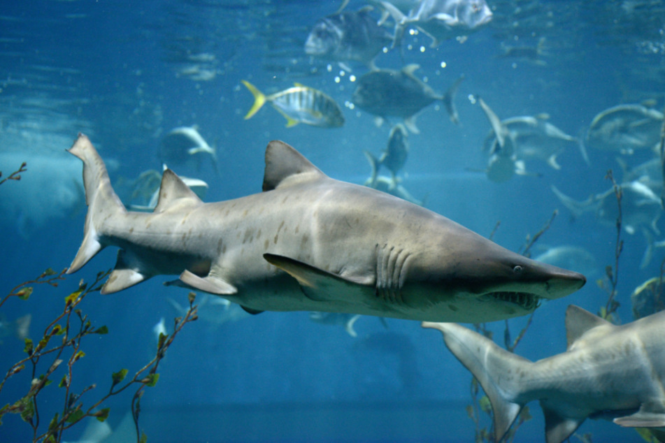 Margot Eddy saved her husband from a bull shark.
