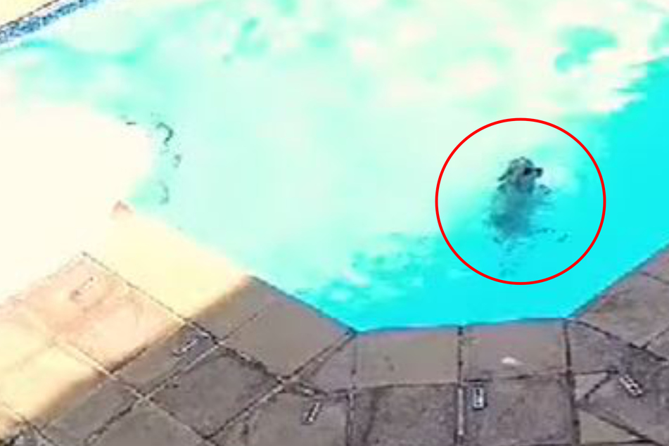 Couple left speechless when they see who saved their dog from drowning!