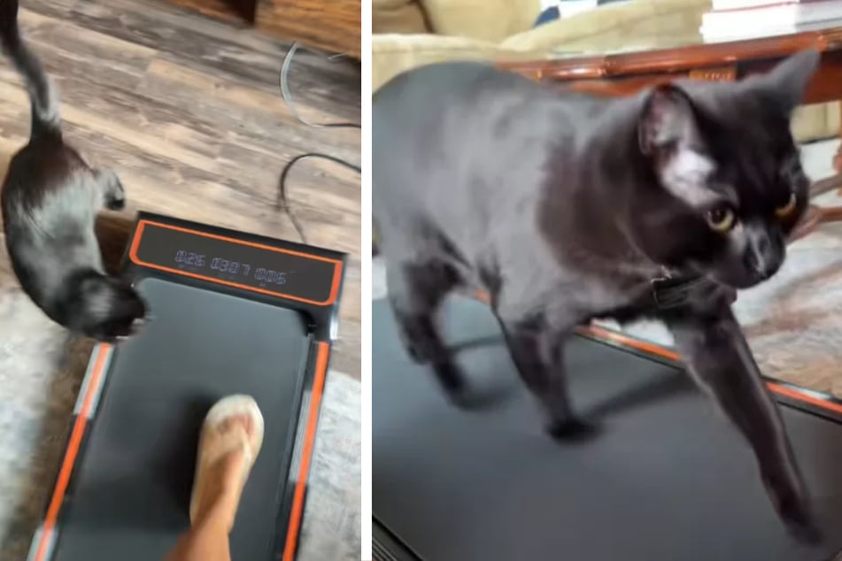 Oliver's owner had actually bought the treadmill for herself, but the cat can't get enough!