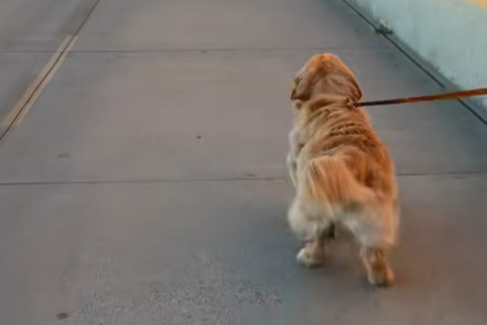 Golden retriever's ordinary walk turns into adorable sprint in viral video