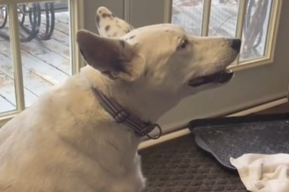 This dog looks likes its barking, but it doesn't make a sound.