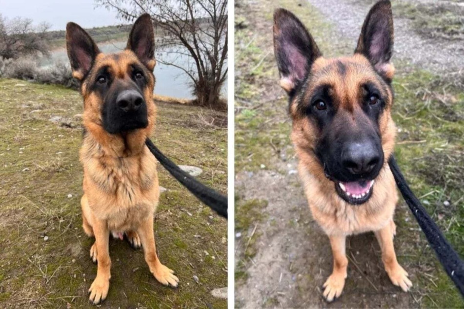 Shelter dog gets a new leash on life!
