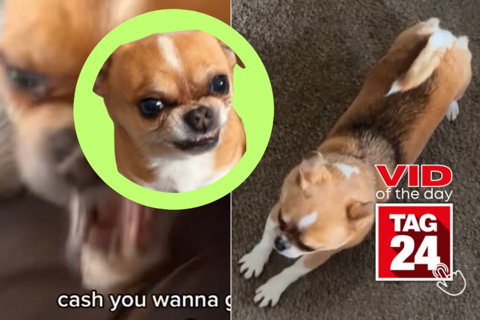 Viral Video of the Day for April 7, 2023: Small but fierce pup