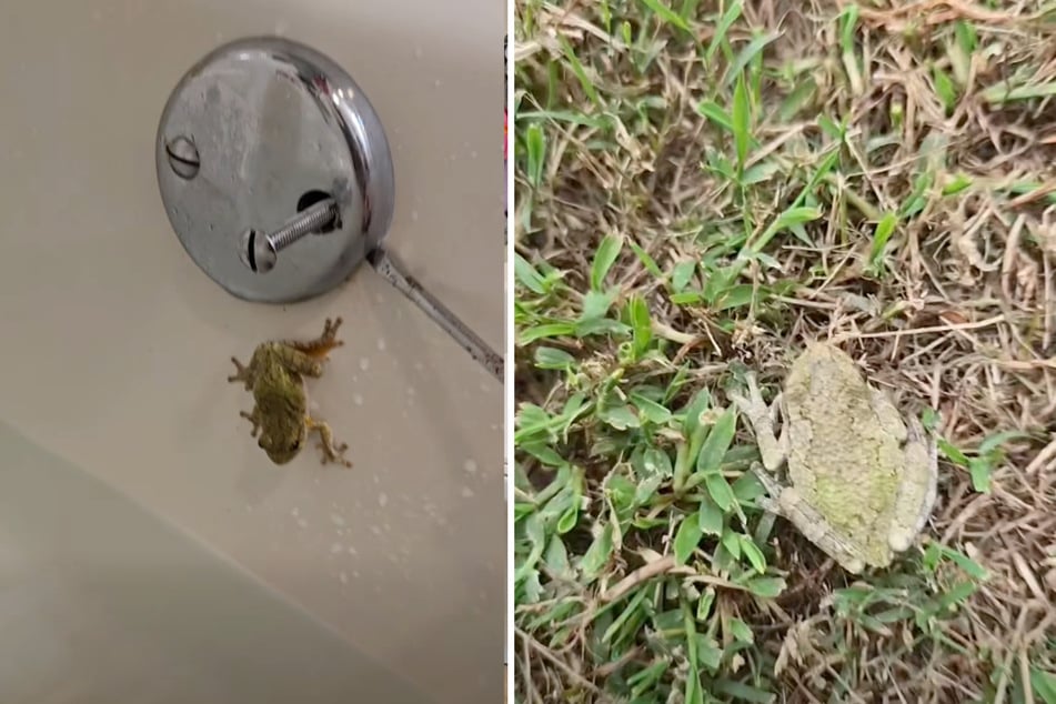 The father found a small tree frog and set it free in the yard.