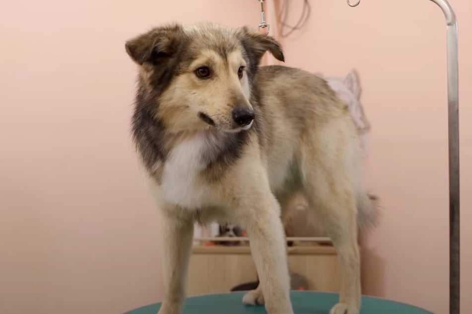 Buran looks unrecognizable after his rescue.