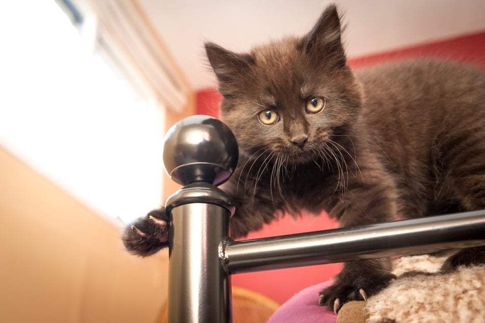 How to protect furniture from cats