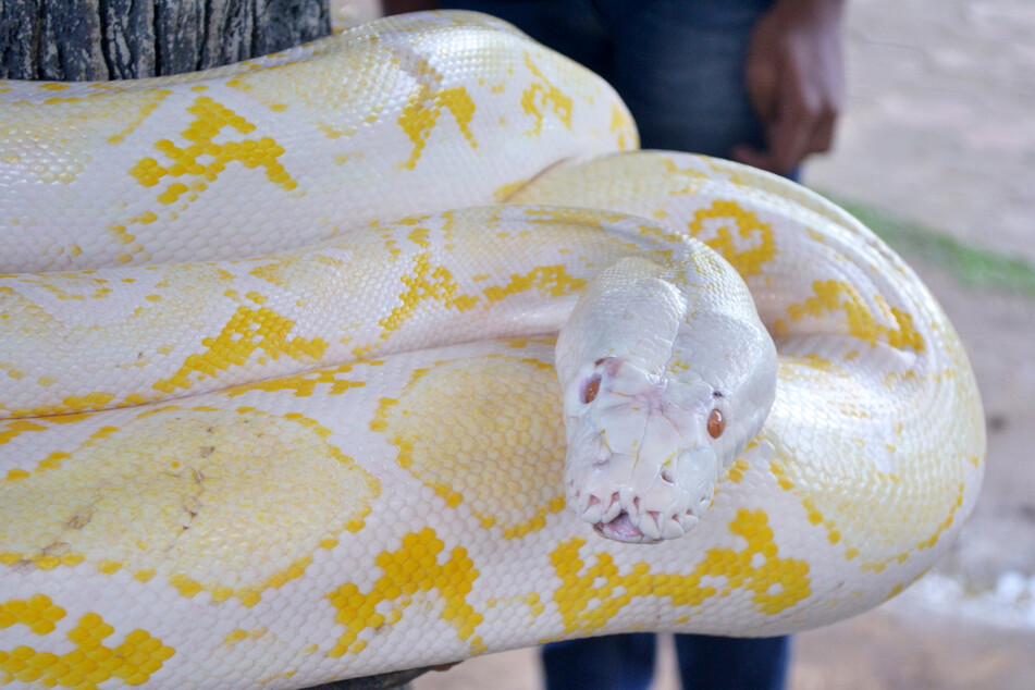 What is the biggest snake in the world?