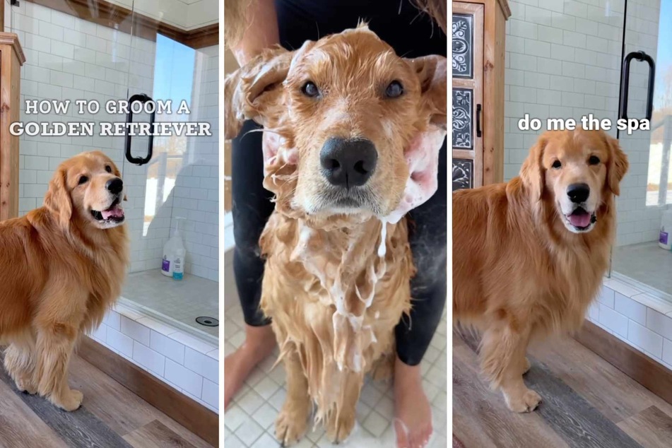 Dog's luxurious home glam routine goes viral: "Do me the spa"
