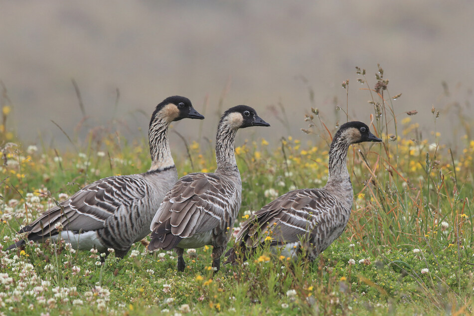 Such is the extent of the crisis that even the Hawaiian goose is now listed as vulnerable.