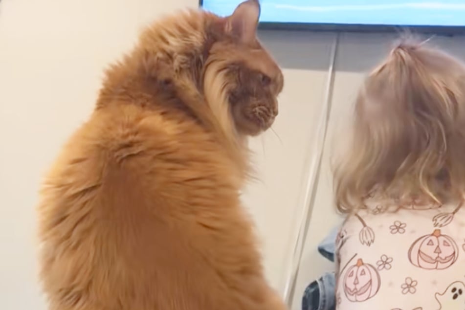 Cat has hilarious reaction to toddler sister "stealing" his seat: "The audacity"