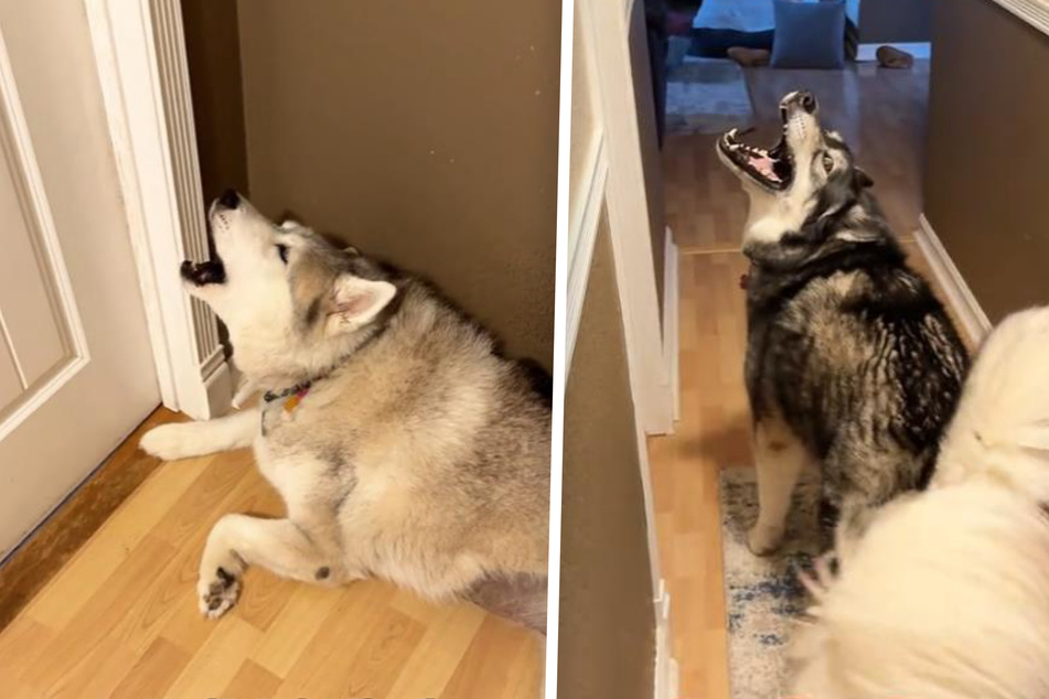 A clip of Husky dog siblings Tikanni, Kita, and Tehya has gone viral, and it's easy to see why!